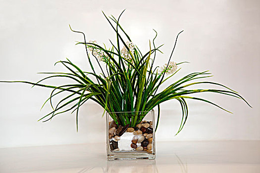 透明的玻璃花瓶中种植着绿色的植物
