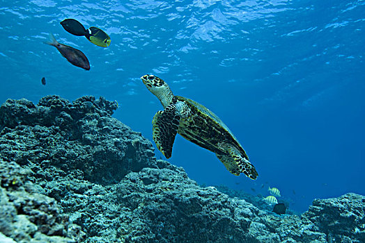 玳瑁,海龟,靠近,珊瑚礁,深海,环礁,印度洋,马尔代夫,亚洲