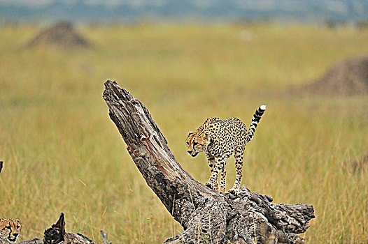 印度豹,猎豹,标记,领土,草地,马赛马拉国家保护区,肯尼亚,非洲