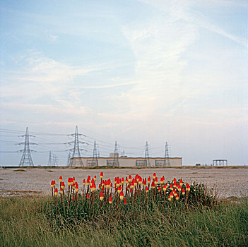 黄色,红花,风景,高压电塔,发电站,背景,英格兰,英国