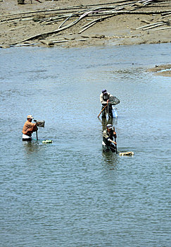 山东省日照市,渔民用神器在浅海里淘蛤蜊苗