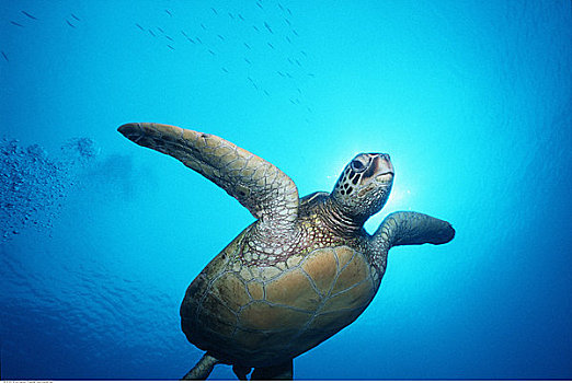 水下视角,绿海龟,夏威夷,美国
