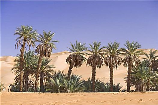 棕榈树,沙漠,利比亚