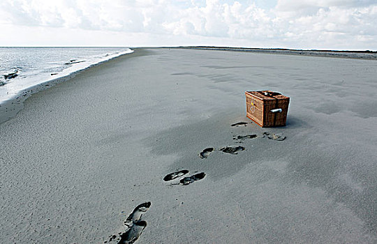 海豹,野生