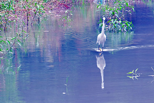 浣花溪公园的白鹭独立