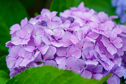 八仙花属