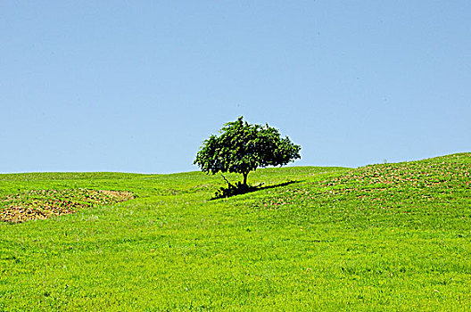 草原上的一棵树