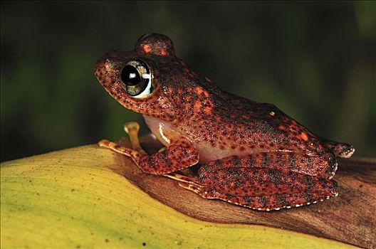 树蛙,安达斯巴曼塔迪亚国家公园,马达加斯加