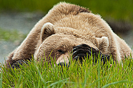棕熊,休息,莎草,草,爪子,上方,眼睛,河,保护区,西南方,阿拉斯加,夏天