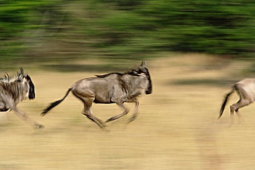 角马,动态,塞伦盖蒂国家公园,坦桑尼亚