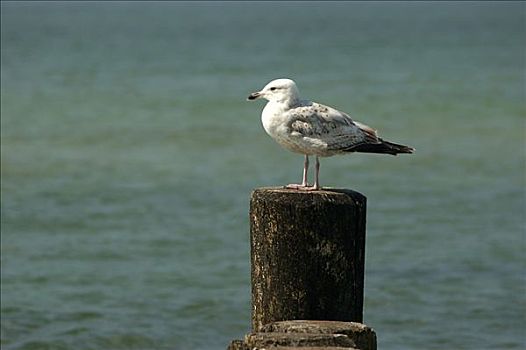 银鸥,坐,木质,杆,海岸,波罗的海,德国