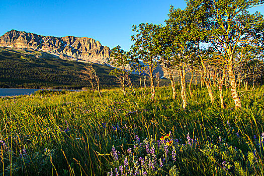 草原,野花,白杨,小树林,冰川国家公园,蒙大拿,美国