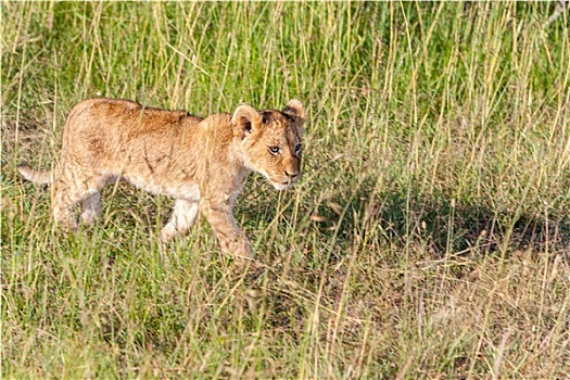 幼狮,肯尼亚