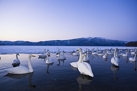 大天鹅,屈斜路湖,钏路地区,阿寒国家公园,北海道,日本