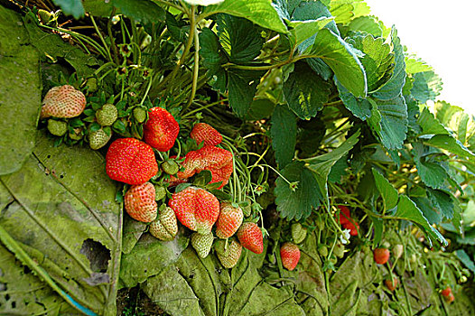 草莓,花园