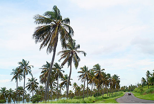 棕榈树,道路,加勒比海