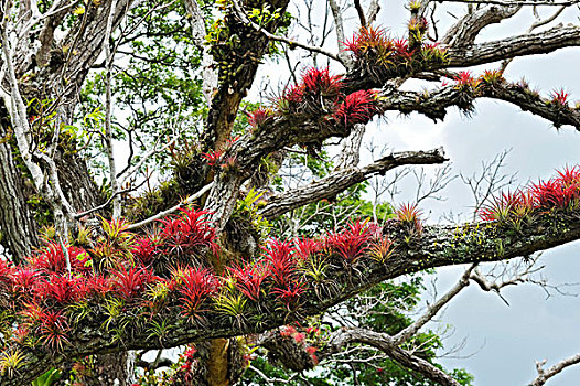 树枝,满,凤梨科植物,靠近,阿雷纳尔,哥斯达黎加,中美洲