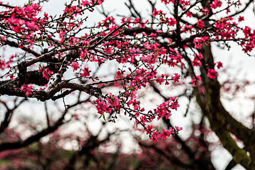 春天里盛开的桃花