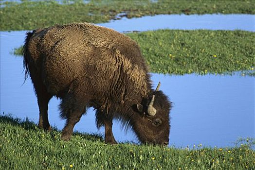 美洲野牛,野牛,喝,水坑,黄石国家公园,蒙大拿