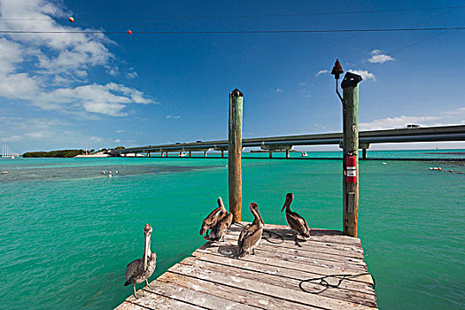美国,佛罗里达,佛罗里达礁岛群,码头,鹈鹕
