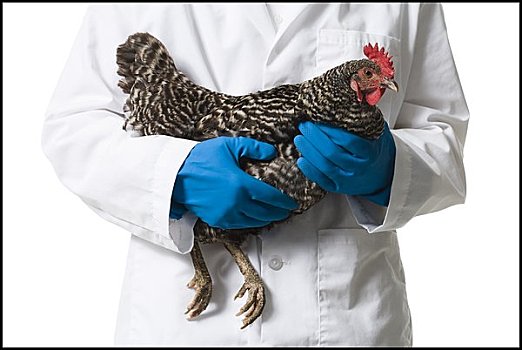 动物,研究人员,拿着,鸡