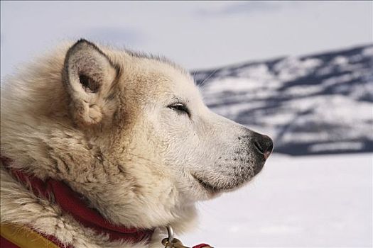 肖像,困,哈士奇犬,雪橇狗,冰冻,育空地区,加拿大,北美