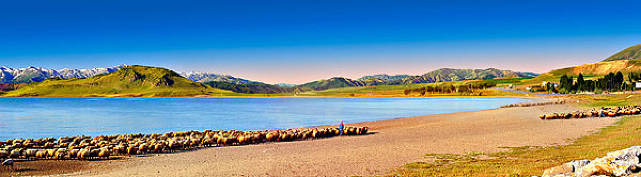 牧羊人,绵羊,岸边,湖,地区,土耳其,亚洲