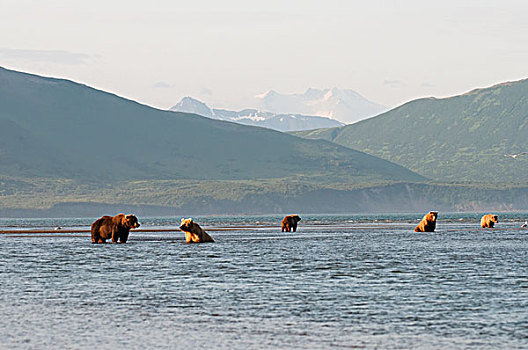 五个,大灰熊,棕熊,捕鱼,阿拉斯加,美国