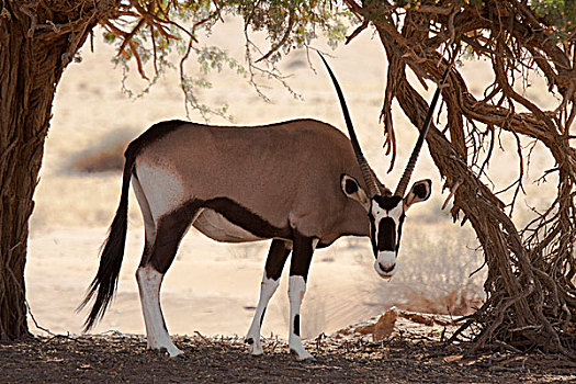 纳米比亚,纳米比诺克陆夫国家公园,索苏维来地区,长角羚羊,放牧,树上,荫凉