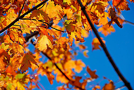 逆光,秋天,枫叶,鲜明,蓝天