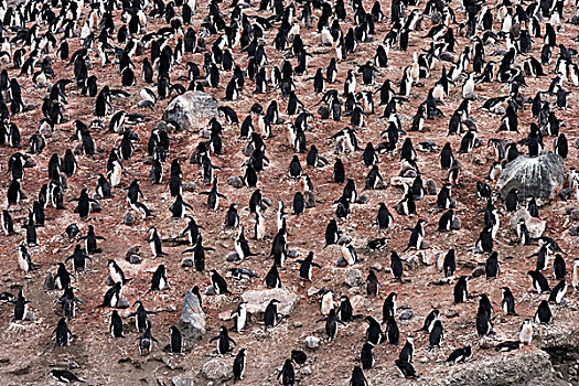 帽带企鹅,南极企鹅,生物群,欺骗岛,南极