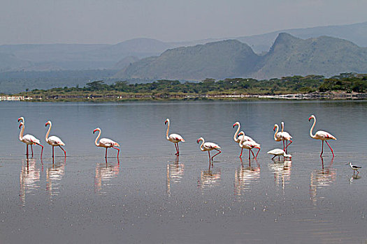 火烈鸟,湖,肯尼亚,非洲