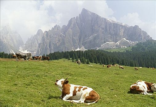 牛,白云岩,意大利