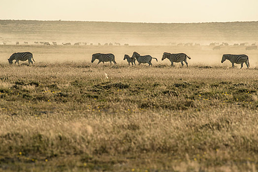 斑马,马,牧群,尘土,空气,干燥,草原,夜光,埃托沙国家公园,纳米比亚,非洲