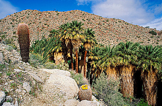 圆桶掌,墨西哥刺木,开花,山,棕榈泉,安萨玻里哥沙漠州立公园,加利福尼亚