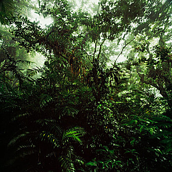 雾林,尼加拉瓜