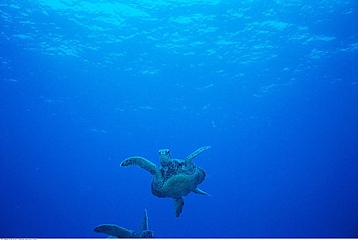 海龟,毛伊岛,夏威夷,美国