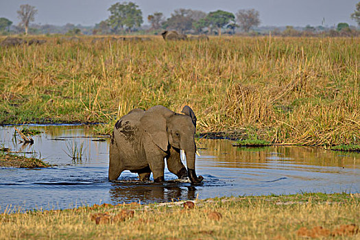 非洲象,幼兽,河,国家公园,赞比西河,区域,细条,纳米比亚,非洲