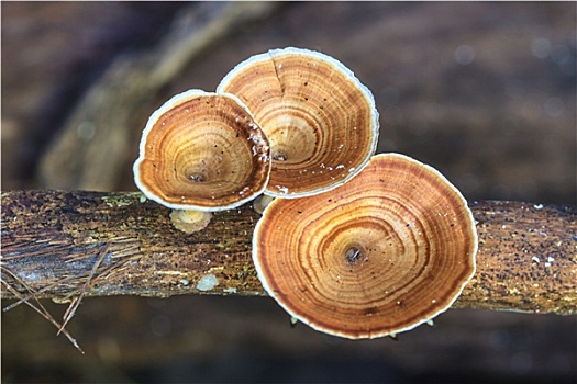 蘑菇,生活方式,树