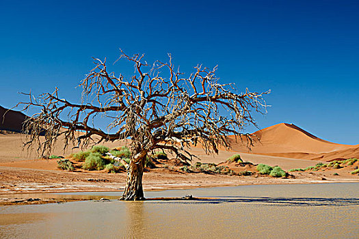 荒芜,索苏维来地区,纳米比诺克陆夫国家公园,纳米比亚,非洲