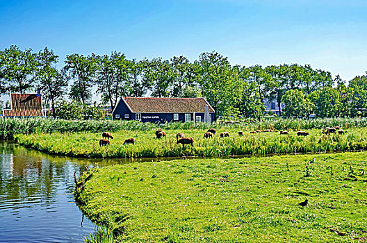 实拍欧洲荷兰乡村牧场