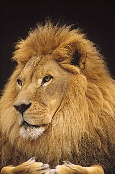 非洲狮,狮子,雄性,肖像,华盛顿,公园,动物园,波特兰,俄勒冈