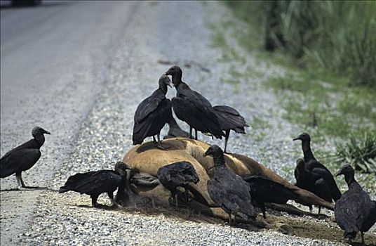 黑美洲鹫,坐,死,马,躺着,街道,洪都拉斯