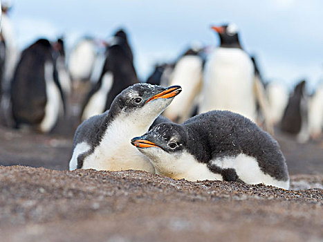 巴布亚企鹅,福克兰群岛,一半,幼禽,兄弟姐妹,大幅,尺寸
