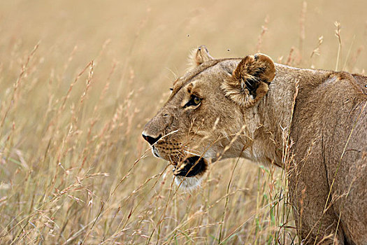 雌狮,狮子,高草,马赛马拉国家保护区,肯尼亚,非洲