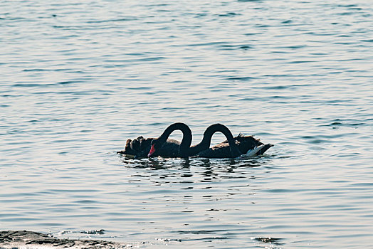 山东威海荣成天鹅湖里两只缠绵合欢的黑天鹅