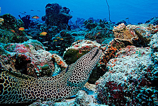 大,饰带,海鳗,蜂窝状,阿里环礁,马尔代夫,印度洋