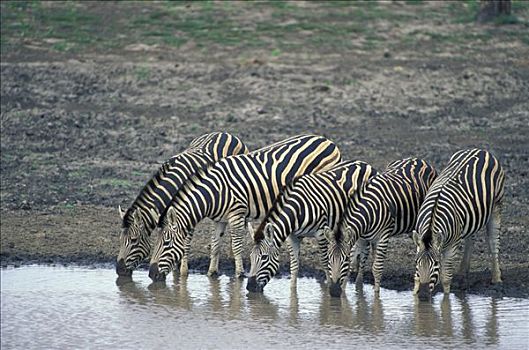 斑马,成年,牧群,饮用水,克鲁格国家公园,南非,非洲