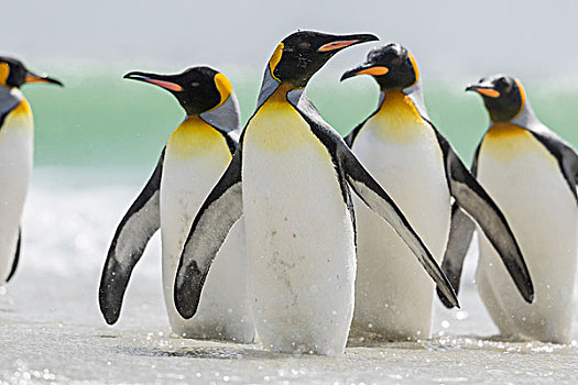 帝企鹅,福克兰群岛,南大西洋,群,企鹅,站立,海洋