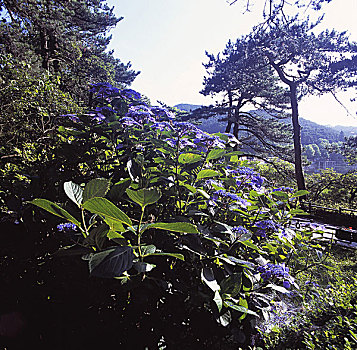 庐山,云海,日出,花,蓝天,湖